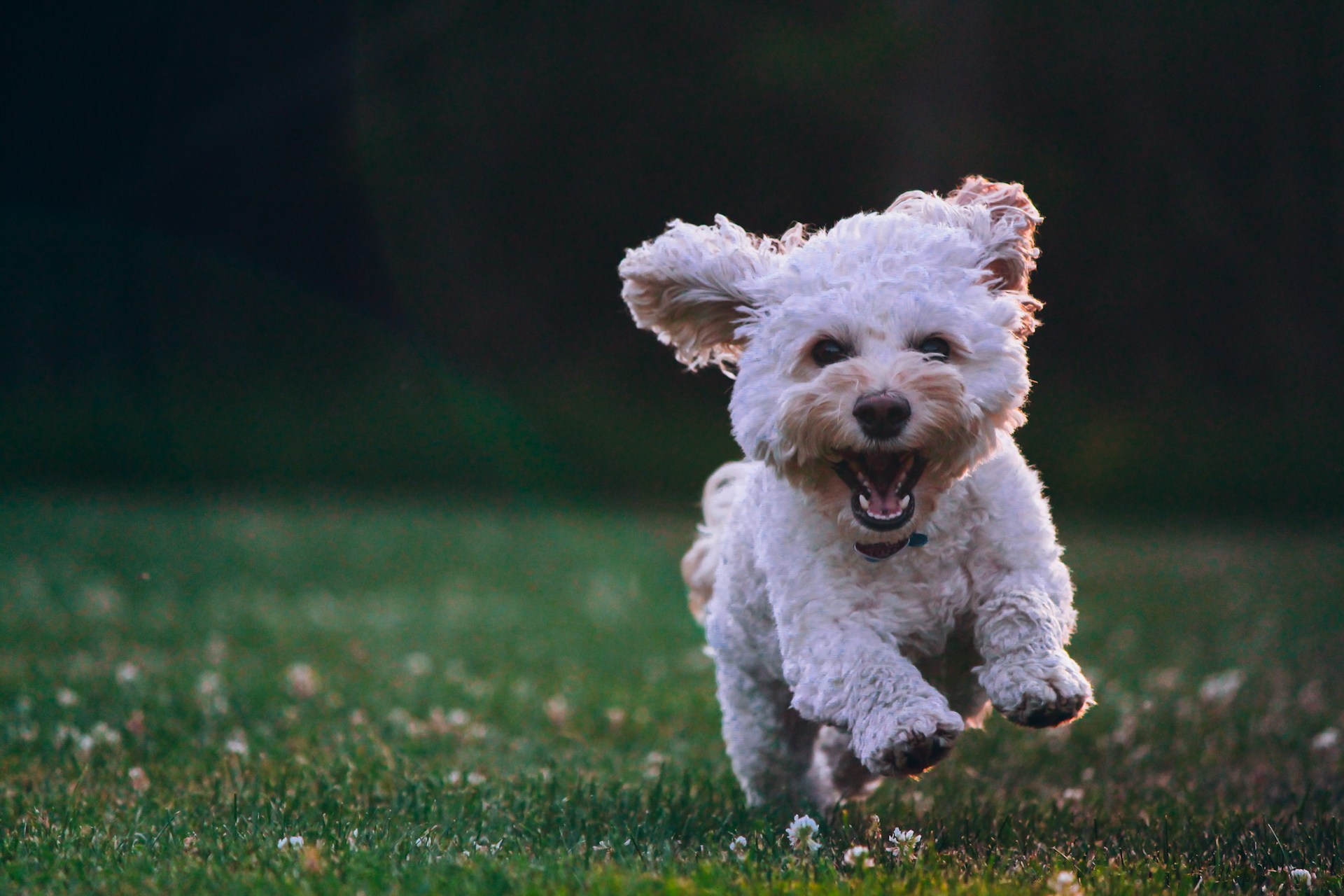 Exploring Free Will: Are Humans 99% Poodles?