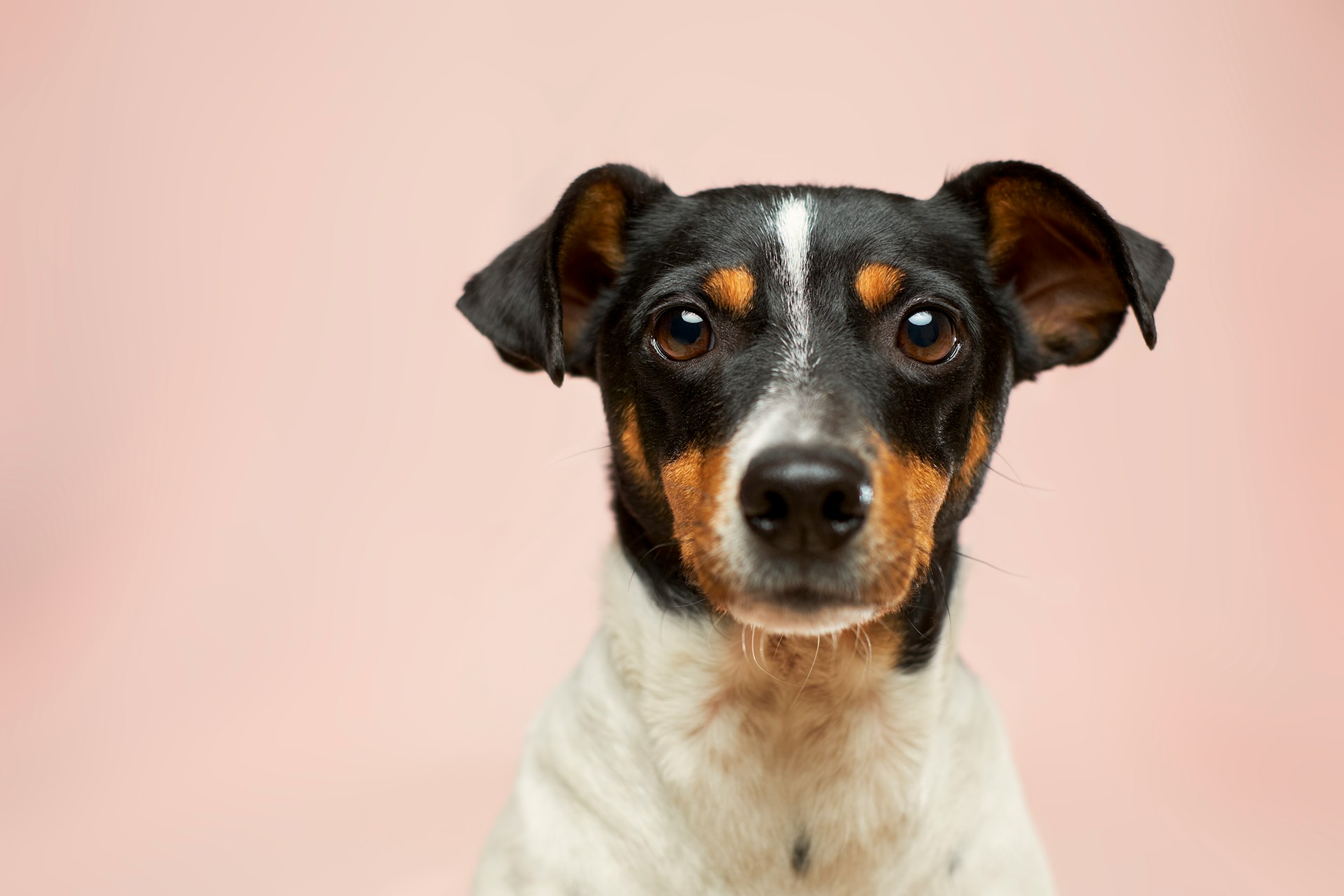 How Long Has Humanity Had Dogs as Pets?